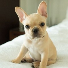 adorably cute french bulldog ❤ If i were to own one i would need to decide between the names: 24601, Val Jean, Napoleon, Croissant, Butter Croissant, or just plain Butters.