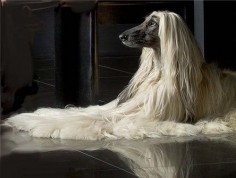 afghan hound, pure , they don't shed at all, but you must groom them.  I love my girl, Lulu!!