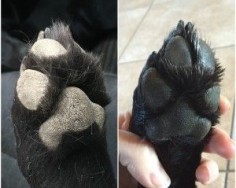 After two applications of the paw balm