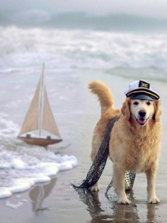 Ahoy, Captain