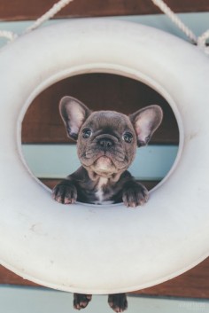 "Ahoy Matey", French Bulldog Puppy, gracenjontra // pinterest