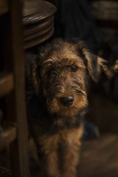 airedale terrier (by edoardo lovato)