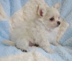 AKC Longcoat cream chihuahua puppy