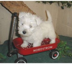 AKC West Highland White Terriers (Westie) Puppies Must See!!