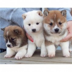 Akita Inu puppies for sale at  shiba inu puppies☀️⚠️☀️