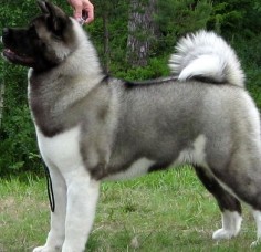 Akita Show Dog Love his coat!!!!