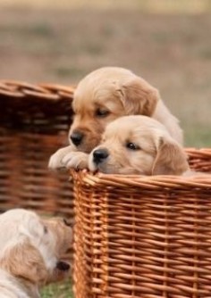 All about Goldens - resource and information page