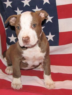 All American Pit Bull Terrier