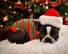 All I want for Christmas  A Boston Terrier. OMG I Love this Picture!