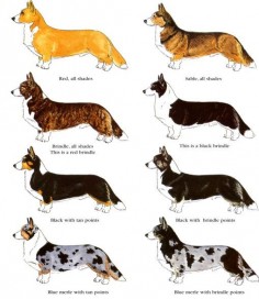All the different types of cardigan corgis! Didn't know there were so many different colors.