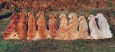 All the shades a Golden Retriever can come in. I love them all!!