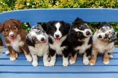All those aussie pups!! sooo cute!