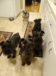 All time faves! | A community of Schnauzer lovers!