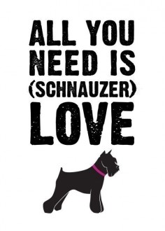 All You Need is Schnauzer Love