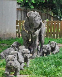 Almost looks like my Rocco's family.