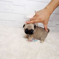 Amazing Lil BeBe ~ Gorgeous Micro Teacup Pug Baby Girl Available!