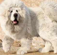 Amazing White Tibetan  so want one of these dogs!