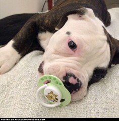 american-bulldog-baby Repinning only because this looks JUST like Lucy when she was a puppy!