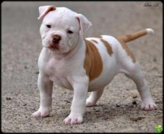 American Bulldog puppy- want him !