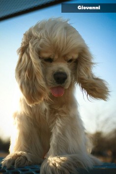 American Cocker Spaniel. My fav. It is playful, cheerful, amiable, sweet, sensitive, willing to please and responsive to its family's wishes. Weighs up to 28lbs, lives 12-14yrs.