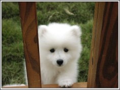 American Eskimo Puppy Looks like a baby polar bear!