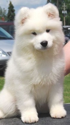 American Eskimo - remy is part  probably why hes adorable.