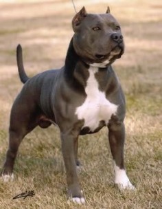 American Staffordshire  One day I will have a big puppy dog like this.
