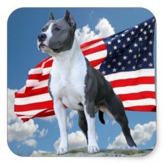 American Staffordshire Terrier (Pit Bull)