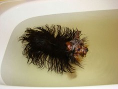 amoeba yorkie.  Learn And Implement How To Wash A Yorkshire Terrier
