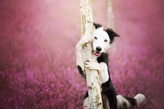 An adorable dog photo by a pet photographer,Alicja Zmyslowska. How good looking it is! #DogPortrait #pet #dog