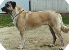 Anatolian Shepherd dog breed