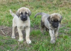 Anatolian shepherd dog photo | anatolian-shepherd-dog-puppies