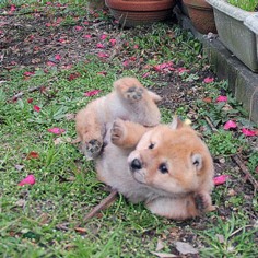 And Now, Ridiculously Adorable Shiba Inu Puppies! - Dogster