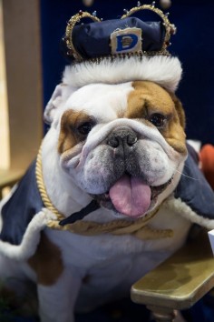 And the world's most beautiful bulldog for 2013  Huckleberry!
