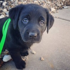 And there’s really nothing more adorable than a Lab puppy… | 27 Reasons Labradors Are The Best Creatures In The Galaxy