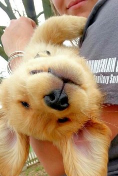 And when this little girl forgot which way to take a selfie. | 23 Times Golden Retriever Puppies Were Huge Dweebs