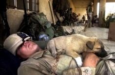 Animals help soldiers find affirmation of life during war - I