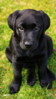 Another black lab that looks just like our new pup! :) So cute!