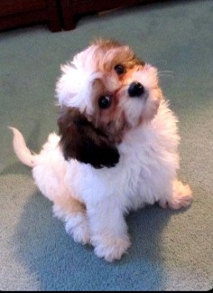 Another Cavachon from Gleneden Farms, Berryville, VA Adorable!!! Good for people with allergies.