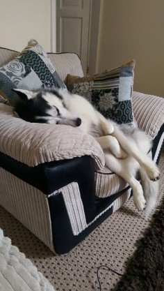 Another unique Siberian Husky sleeping position! ♡