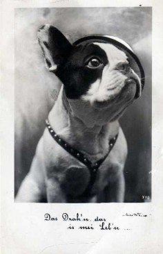 ANTIQUE PICTURES French Bulldogs