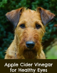Apple cider vinegar is used as a folk remedy for dog conjunctivitis, if you put it on the back of the neck. Does this natural remedy really work?