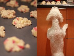 APPLE OATMEAL DOG TREATS | Pawsh Magazine & Studio
