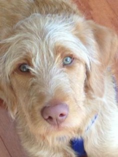 apricot F1 labradoodle puppies images - Google Search