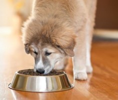 Are Dogs Carnivores? Here's What New Research Says