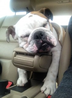 Are we there yet? Cute #Bulldog
