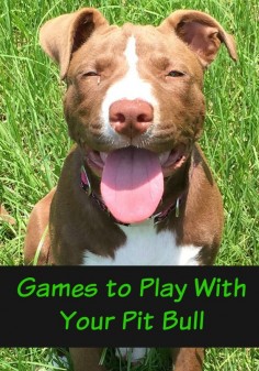Are you bored with the same old games to play with your pit bull? Check out our fun games here! You'll both love bonding while working out your energy!