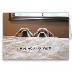 Are You Up Yet? Golden Retriever Greeting Card! [for those sleepy heads - how can you not wake up to this; adorable]