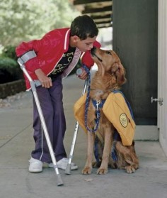 Assistance Dogs for Disabled