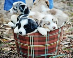 Aussie: Barrel of Puppies